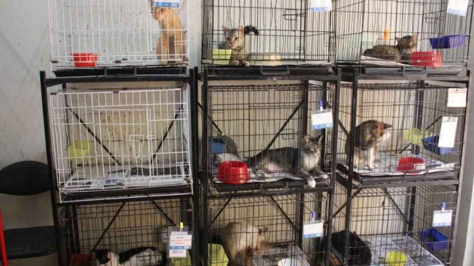 Cat Shelter Shah Alam PranavhasWolf